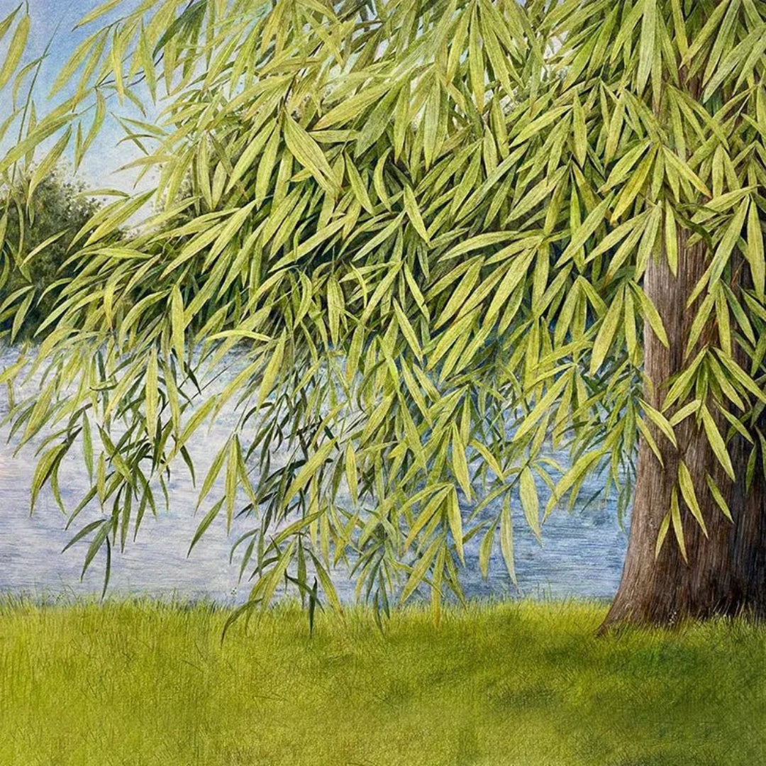 Martin Simpson Thomm Jutz Nothing But Green Willow CD artwork
