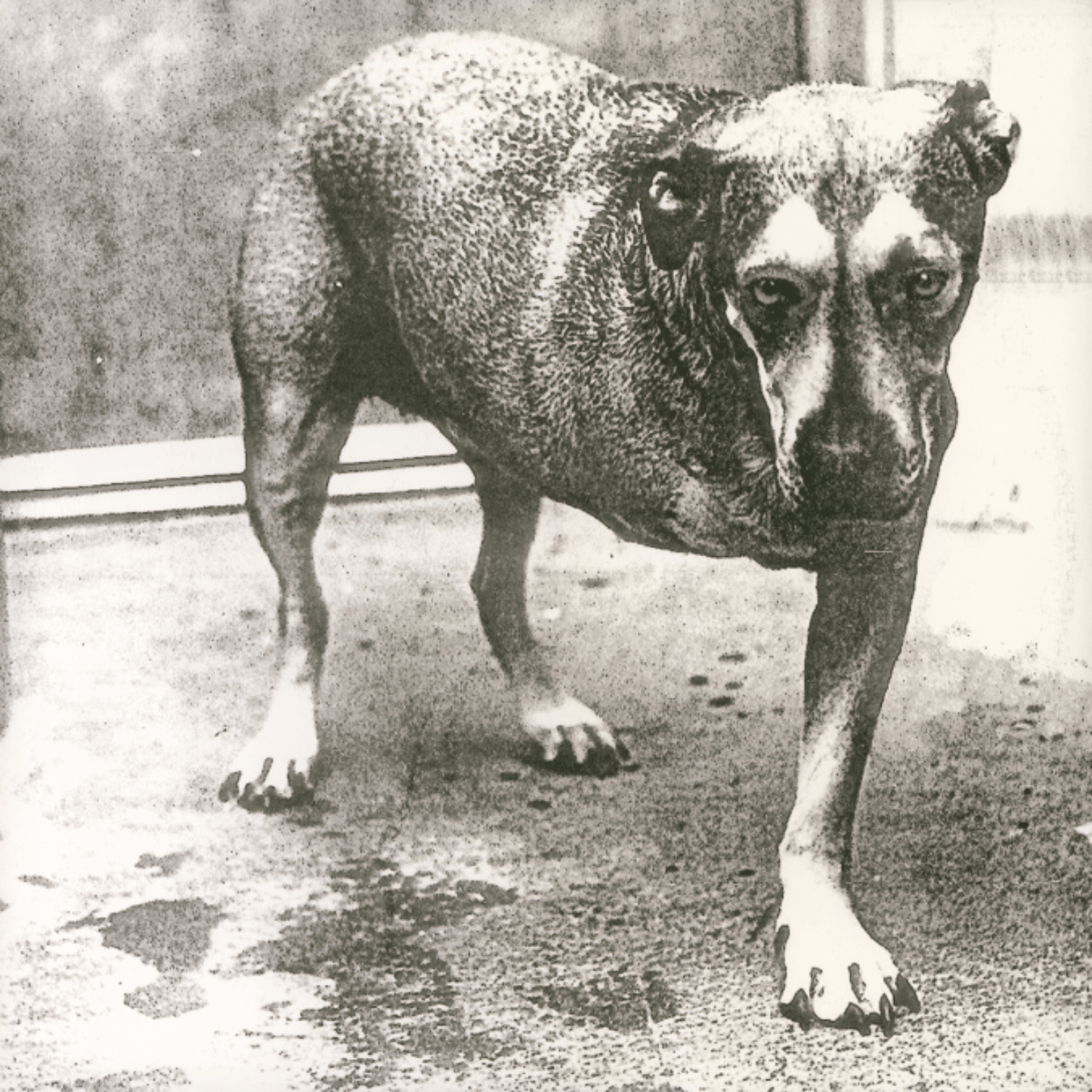Alice In Chains’ self-titled album, a 1995 grunge classic reissued for 30th anniversary.