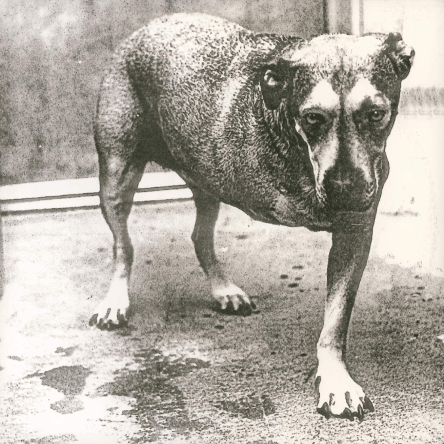 Alice In Chains’ self-titled album, a 1995 grunge classic reissued for 30th anniversary.