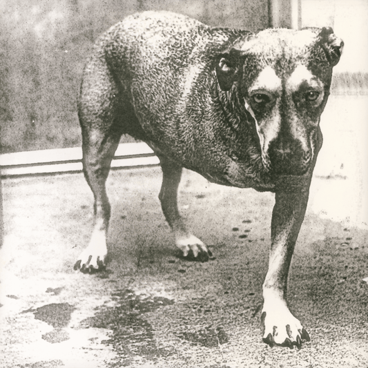 Alice In Chains’ self-titled album, a 1995 grunge classic reissued for 30th anniversary.