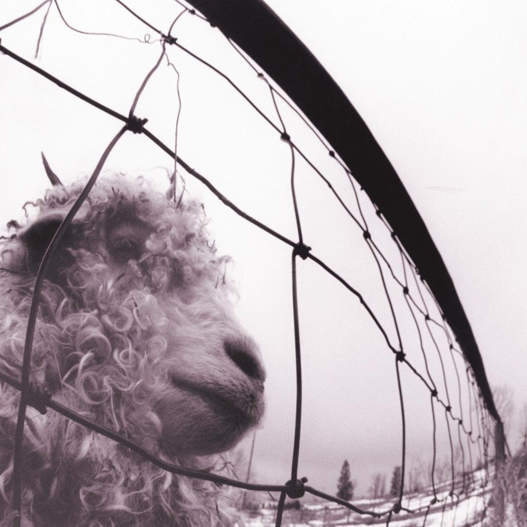 Pearl Jam Vs LP reissue featuring raw 1993 rock sound and iconic album art