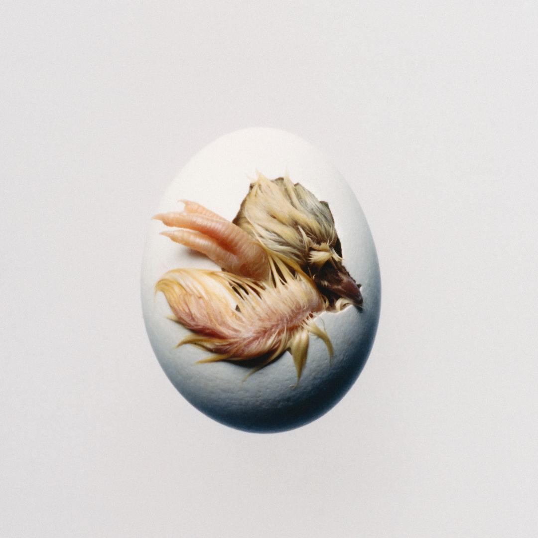 Swallow by Shygirl LP featuring Live The Life You Like Déjà Vu Mantra and Altar