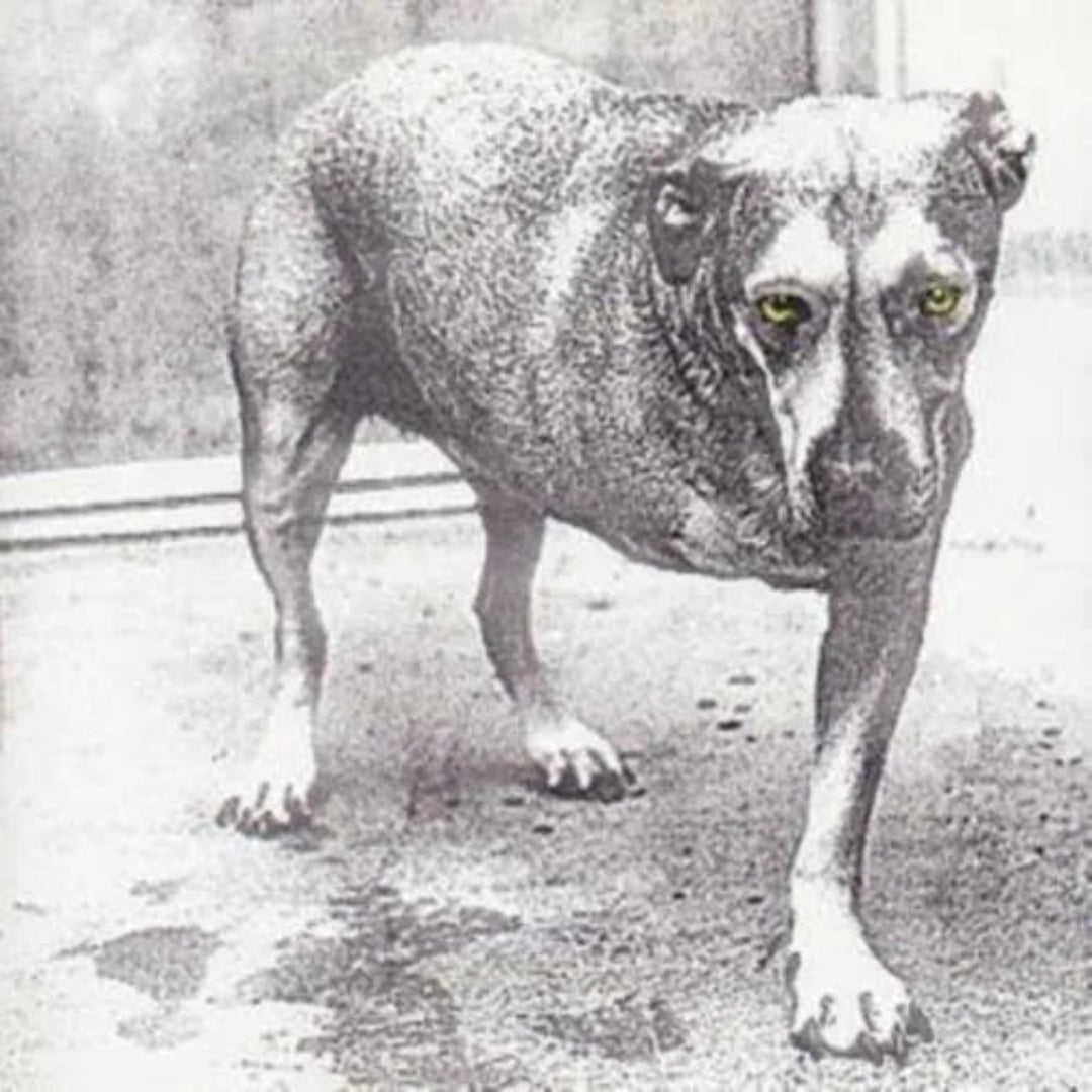 Experience the dark, powerful grunge sound of Alice In Chains on their 1995 self-titled CD album, a classic of the genre.