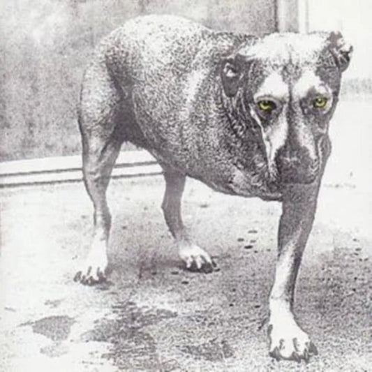 Experience the dark, powerful grunge sound of Alice In Chains on their 1995 self-titled CD album, a classic of the genre.